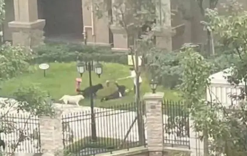 成都被狗咬伤女童已出院!这些问题仍需厘清 成都被狗咬伤女童已出院!这些问题仍需厘清