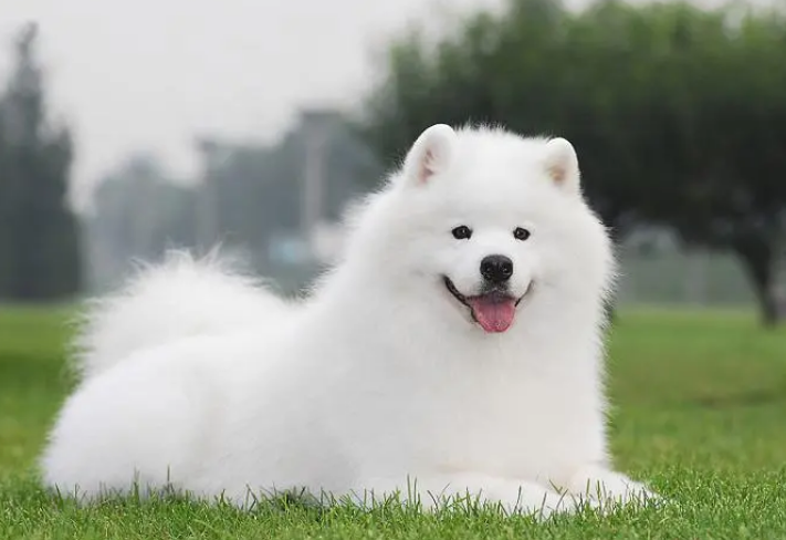 萨摩耶为什么吃掉自己的孩子
