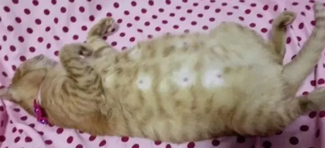 猫咪胎动后多久生产?详解猫咪妊娠期 猫咪胎动后多久生产?详解猫咪妊娠期