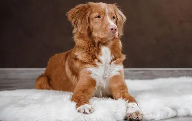 为您犬种知识普及：新斯科舍猎鸭寻猎犬