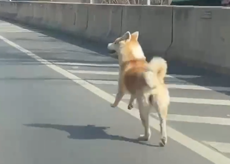 狗狗趁主人不注意偷跑出去,跑到了高架桥上,竟一跃而下跳桥了! 狗狗趁主人不注意偷跑出去,跑到了高架桥上,竟一跃而下跳桥了!