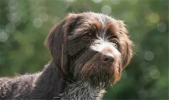 全球超人气名犬——德国刚毛指示犬