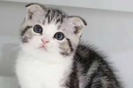 最便宜的宠物猫 最便宜的宠物猫
