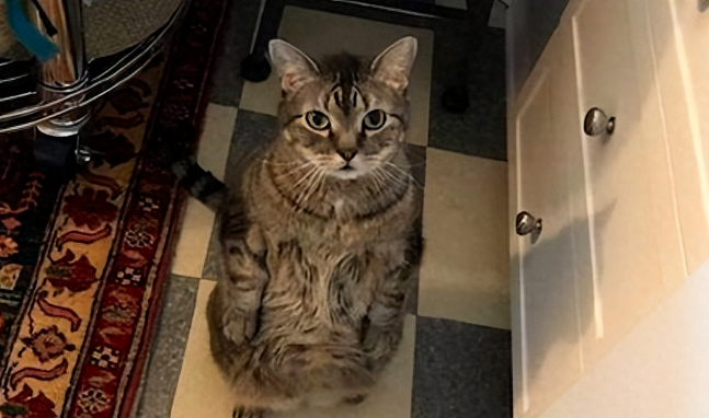 猫咪有这7个表现,说明是“聪明猫”,你家猫中几个? 猫咪有这7个表现,说明是“聪明猫”,你家猫中几个?