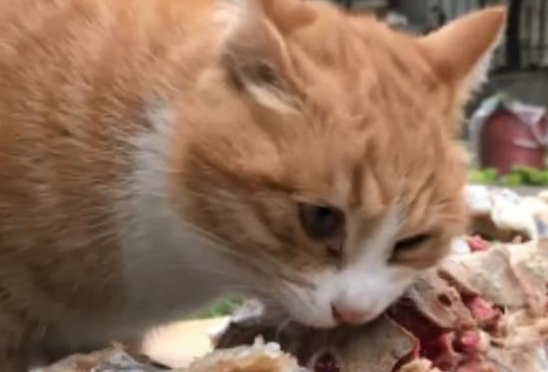 不愧是大橘猫,只要有吃的,再危险都阻止不了它 不愧是大橘猫,只要有吃的,再危险都阻止不了它