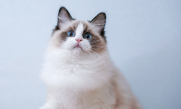 布偶猫3个月大适合吃什么
