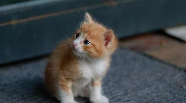 小猫逃窜被卡墙缝,猫妈妈舍身相救,过程看得人手心冒汗 小猫逃窜被卡墙缝,猫妈妈舍身相救,过程看得人手心冒汗