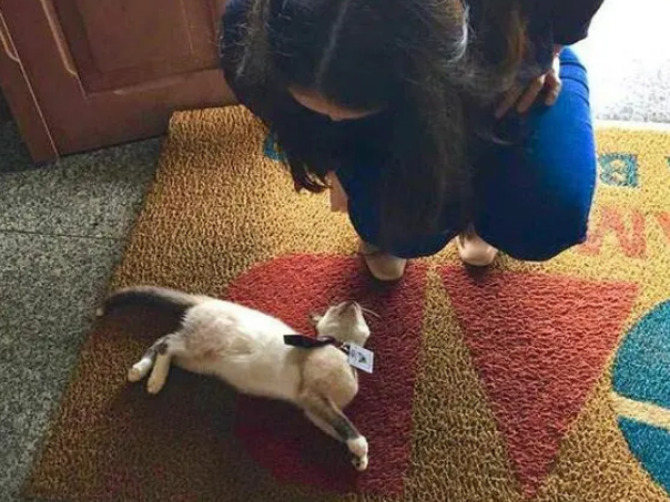 在律师楼上班的暹罗猫,每天负责接待客人 在律师楼上班的暹罗猫,每天负责接待客人