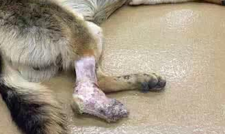 受不了铁链拴脚,德国牧羊犬自啃右脚只为活下去 受不了铁链拴脚,德国牧羊犬自啃右脚只为活下去
