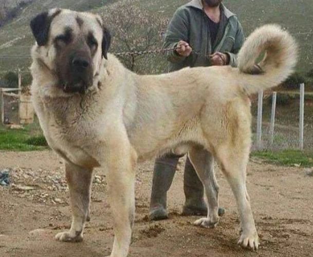 藏獒vs坎高犬,谁才是大型猛犬的战力天花板呢? 藏獒vs坎高犬,谁才是大型猛犬的战力天花板呢?