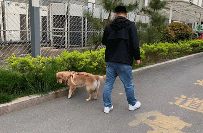 吉安发布文明养犬通告 严禁不拴犬绳犬只出户