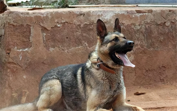 昆明犬什么品相最好 昆明犬什么品相最好
