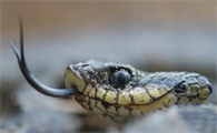 蛇是无脊椎动物吗