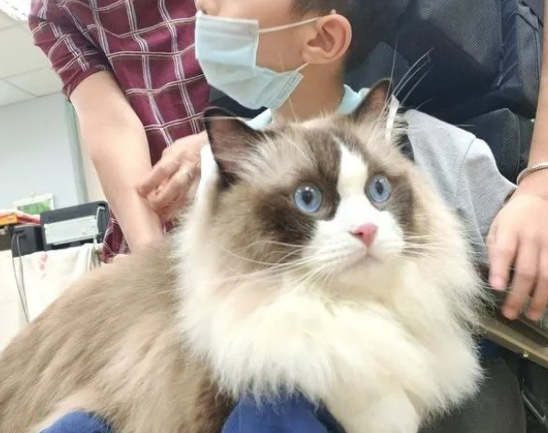 漂亮布偶猫当治疗猫,一动不动陪老人复健,画面暖哭~ 漂亮布偶猫当治疗猫,一动不动陪老人复健,画面暖哭~