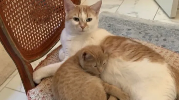 小橘猫越长越像孙红雷，就连猫妈妈都犯愁：铲屎的这下咋整
