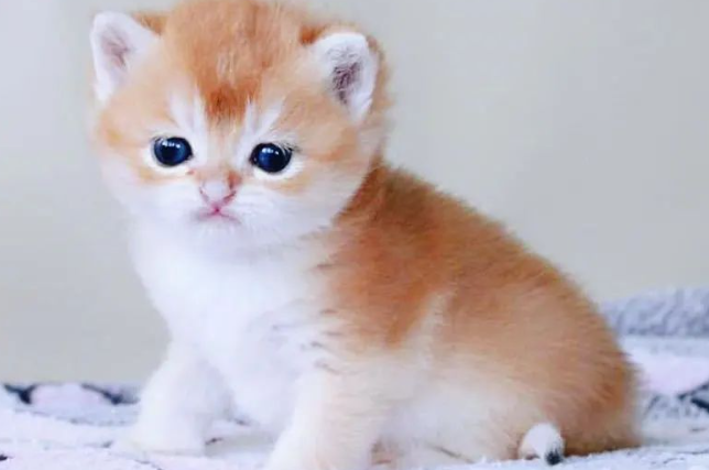 ICE猫舍入驻猫巷平台指引 ICE猫舍入驻猫巷平台指引