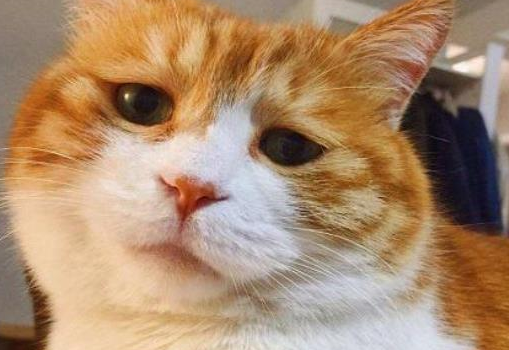 养猫千万不要养橘猫，眼前这一幕，就是活生生的案例啊！