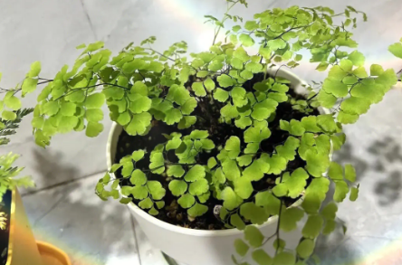 铁线蕨的风水意义 铁线蕨的风水意义