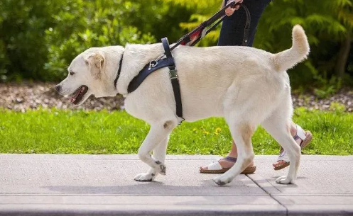 发现女孩带导盲犬坐地铁，警察悄悄跟随守护400多天…