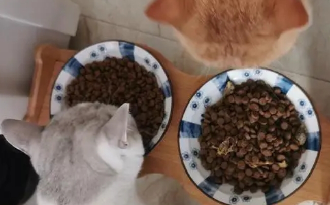 最适合银渐层吃的猫粮