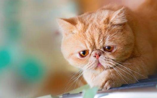 智商低的猫的表现