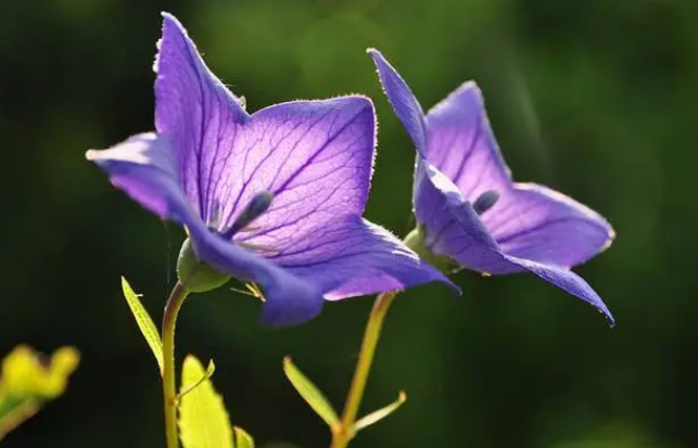 桔梗花的花语