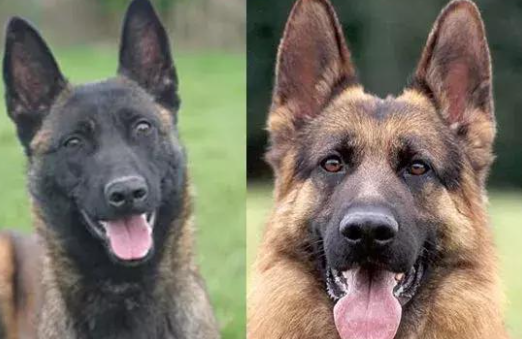 “上海警察上门抓德牧”成事件：警犬军犬的谣言为何大行其道？