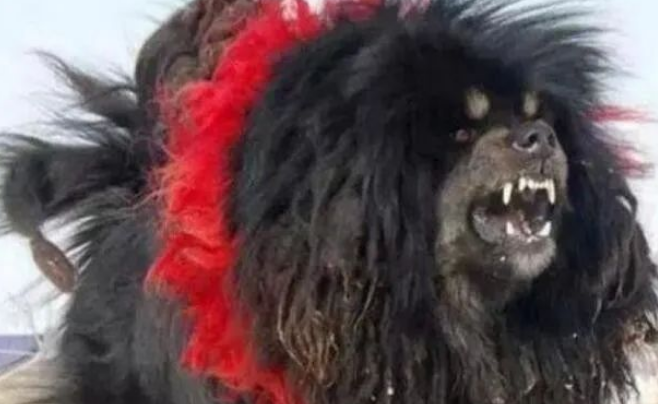 鬼獒和藏獒到底有没有关系?鬼獒真的存在吗? 鬼獒和藏獒到底有没有关系?鬼獒真的存在吗?