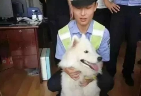 萨摩耶在警察局蹭吃蹭喝一个月:警局都被吃穷了! 萨摩耶在警察局蹭吃蹭喝一个月:警局都被吃穷了!
