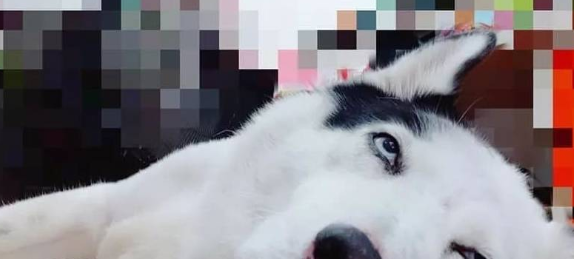 蠢狗子总是莫名其妙的发呆,似乎是沉浸在自己世界里,大脑宕机了 蠢狗子总是莫名其妙的发呆,似乎是沉浸在自己世界里,大脑宕机了