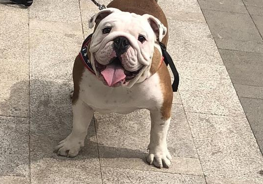 英国斗牛犬图片及价格