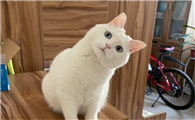 最可爱的猫