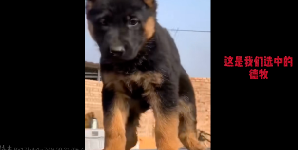 火遍全网的“警犬二哈”突然离世,特警:它是被人害死的! 火遍全网的“警犬二哈”突然离世,特警:它是被人害死的!