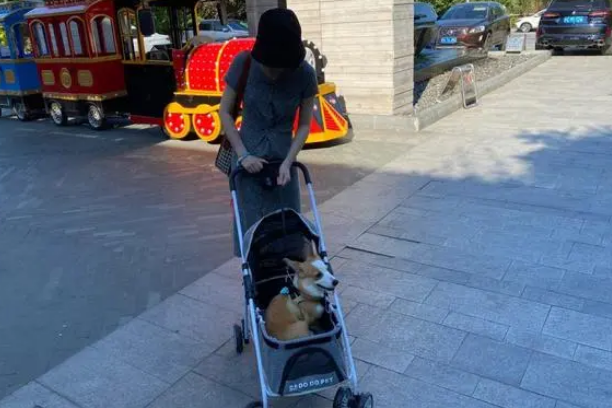 江西一女子想带狗进去博物馆被阻止，狗是宠物主人的另外一个自己
