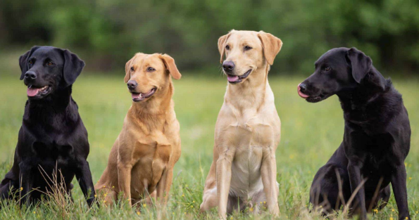 科学家在黄金猎犬身上发现"神秘长寿基因"有助人类抗癌