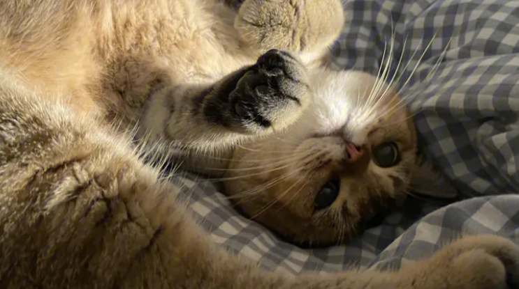 有虐猫倾向怎么办