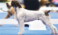 每日一王者“Dickie”——年轻的美国AKC德国刚毛指示犬公犬NO1
