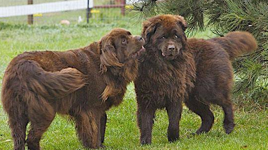 纽芬兰犬吃什么 需要提供一定的肉类食物