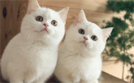 真菌喷雾被猫舔了会怎么样