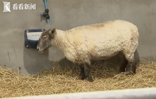 羊坚强！被困悬崖两年多，“最孤独绵羊”获救！
