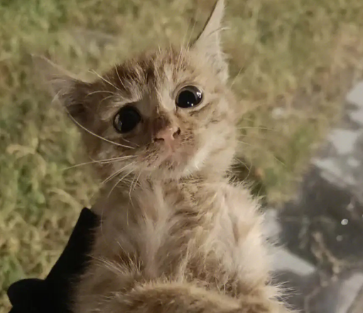 自己养的猫为什么喜欢别人 自己养的猫为什么喜欢别人