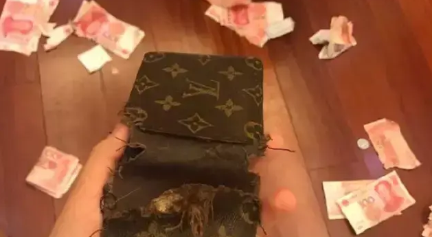 养了只不安分的狗,每天起个床都各种心惊胆战