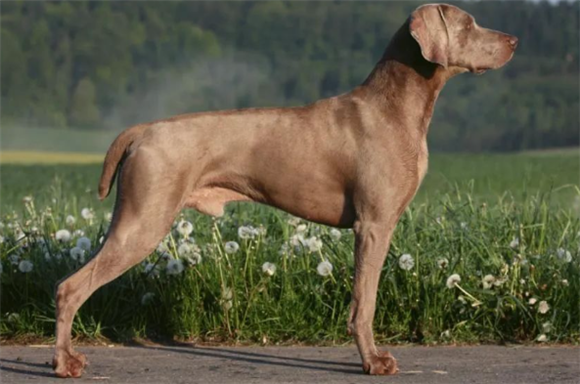 魏玛猎犬,外表精致活得“糙”,不矫情的银色贵族! 魏玛猎犬,外表精致活得“糙”,不矫情的银色贵族!