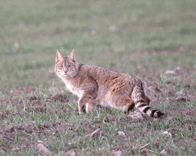四川黑水发现“草猞猁”,耳朵长有天线,冬季会进村盗食家禽 四川黑水发现“草猞猁”,耳朵长有天线,冬季会进村盗食家禽