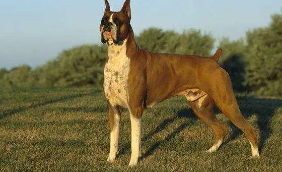 【萌宠百科】德国拳师犬，宠物界的“金刚芭比”
