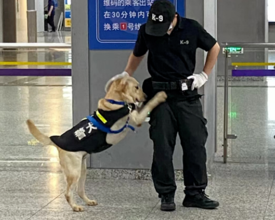 没想到哇,你竟是这样的警犬! 没想到哇,你竟是这样的警犬!