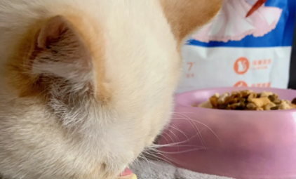 鲜出格猫粮怎么样