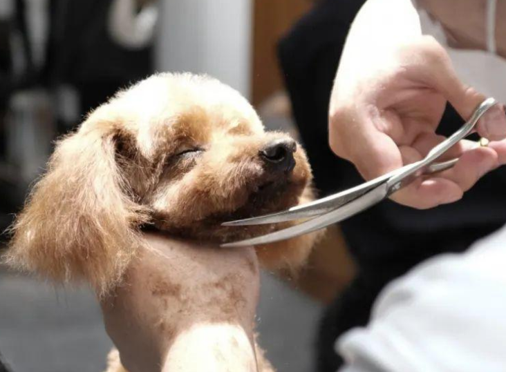 犬类行为调整师新职业走热 “它经济”助力人宠和谐 犬类行为调整师新职业走热 “它经济”助力人宠和谐