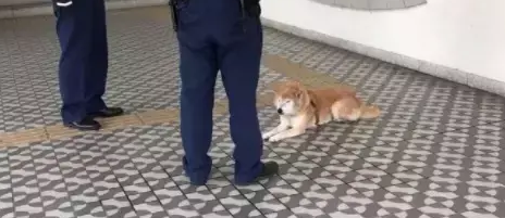 这些年来,和警察叔叔打过交道的狗娃们…… 这些年来,和警察叔叔打过交道的狗娃们……