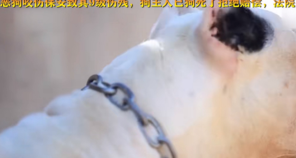 保安小区巡逻被狗咬伤，狗主人出尔反尔不赔。法官：由不得你 